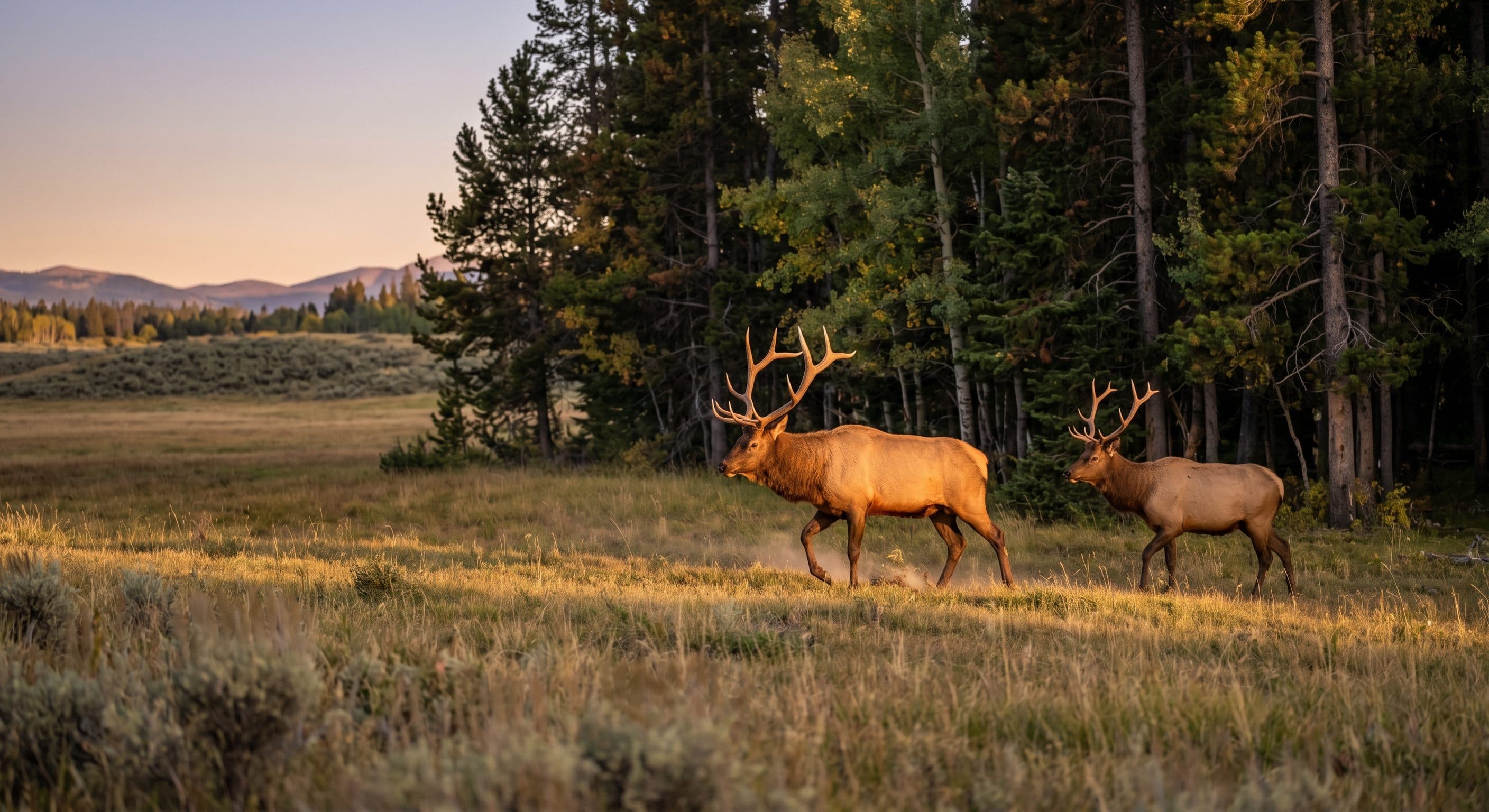 Two trophy bull elk crossing a golden Canadian meadow at dusk