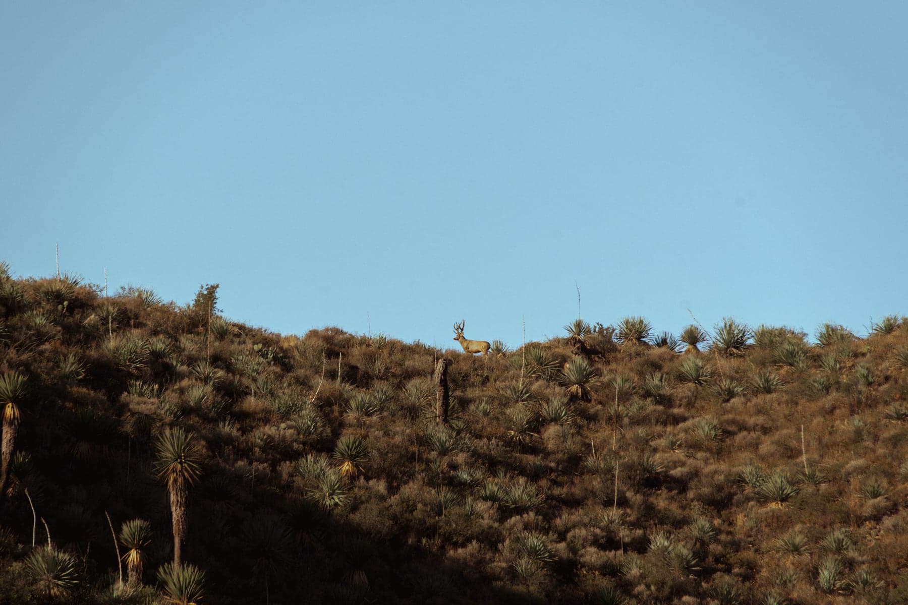 A wild desert mule deer buck standing on a yucca ridge against a clean Coahuila sky