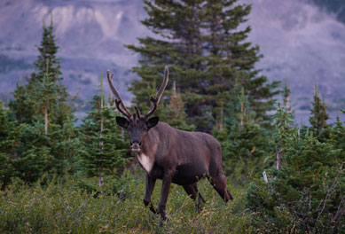 Caribou-img