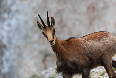 Chamois-new
