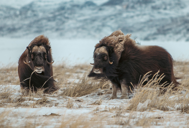 Muskox