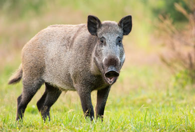 Wild-boar-4-img