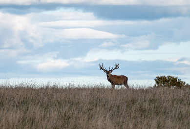 red-stag-Argentina
