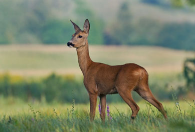 roe-deer-'