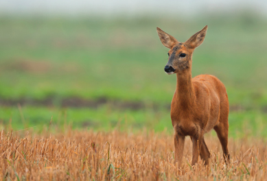 roe-deer-scotland