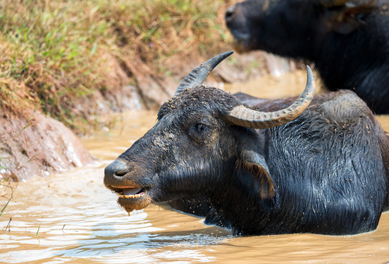 water-buffalo